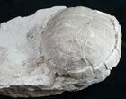 Oligocene Tortoise (Stylemys) - Removable From Base #9874-1